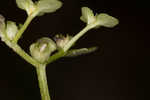 American golden saxifrage